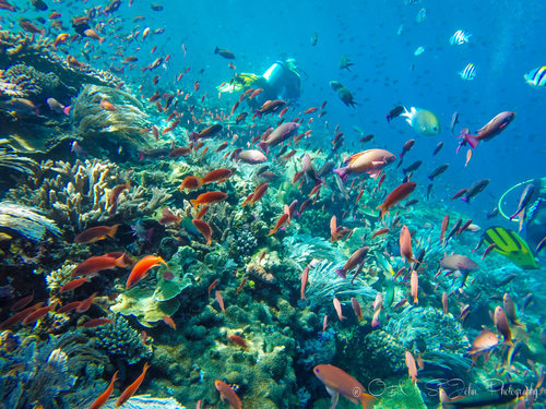 1 Day Diving Trip – Komodo National Park