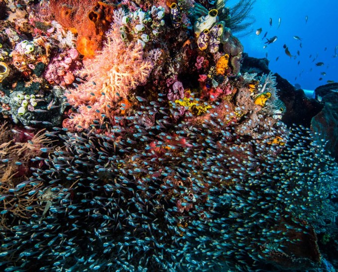 Private Rinca Island Full Day Trip
