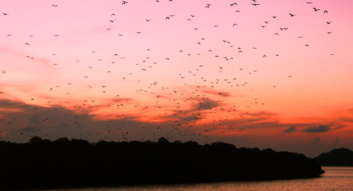 Komodo Sunset Trip – Kelor, Manjarite & Kalong